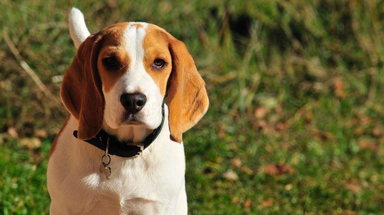 犬がしっぽを追いかける理由とは? 病気の可能性や噛みちぎってしまう恐れも