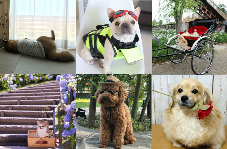 【ペトこと編集部厳選!】“今週の犬のいる生活” Vol.8