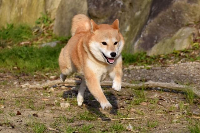 山梨のドッグランおすすめ15選 プール併設や無料の施設も