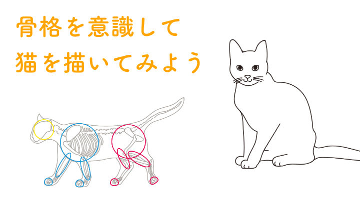 猫の描き方をプロが解説 骨格を意識したデッサン手法から 顔の特徴を出すコツまで ペトこと