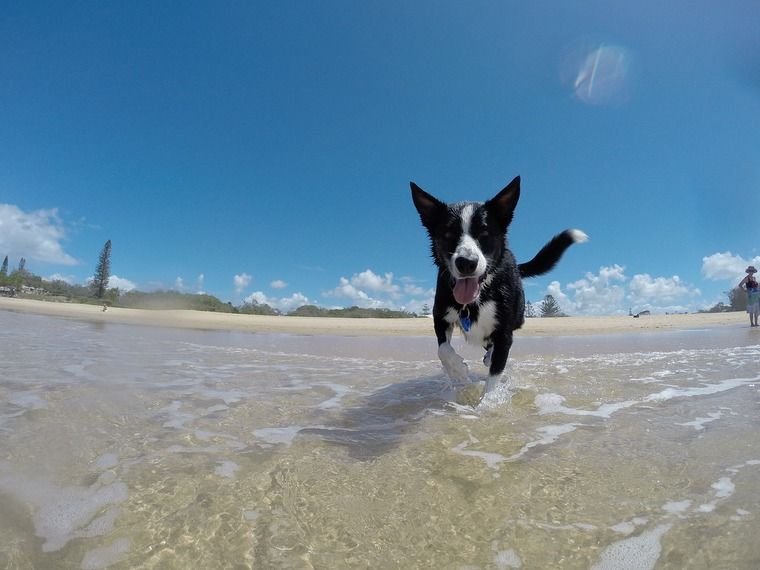 犬との水遊びの楽しみ方|水嫌いな犬の慣れさせ方と熱中症などの注意点