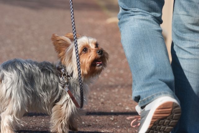 犬の散歩は1日どのくらい? 散歩は時間よりも質が大切な理由