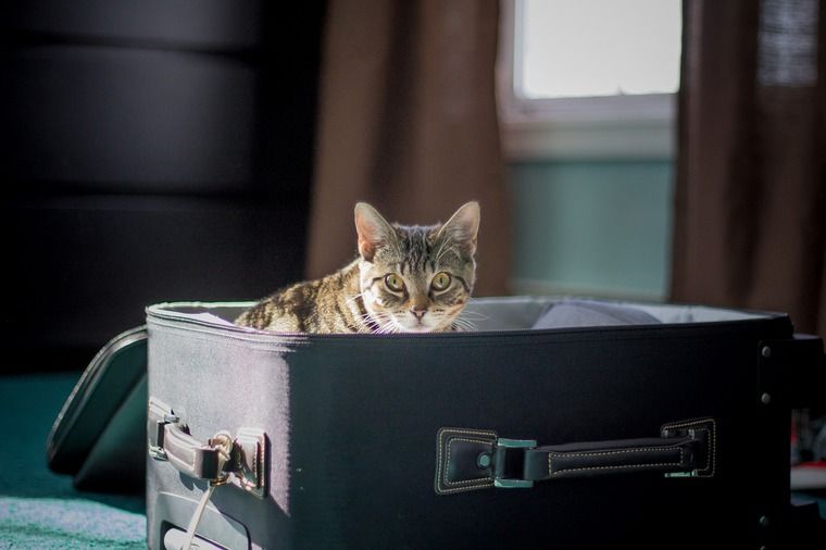 猫は旅行に連れていける ストレスがかからない方法や留守番させる場合の注意点を解説 ペトコト