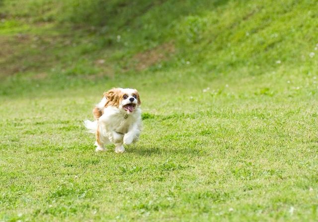 群馬のドッグランおすすめ15選 道の駅やドッグカフェにもあり