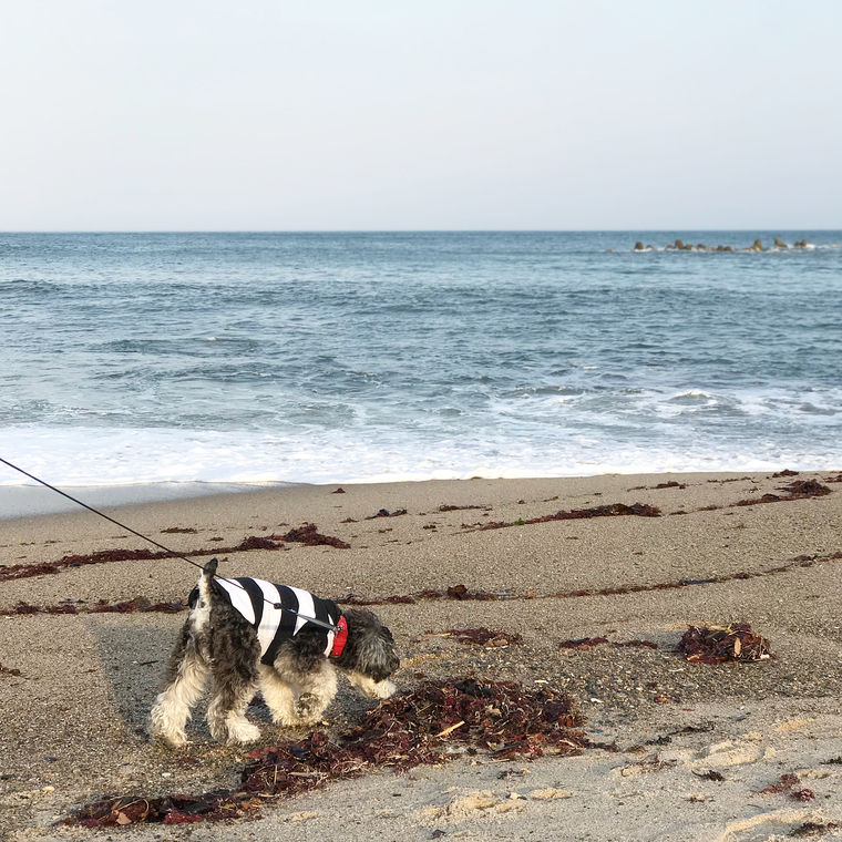 伊師浜海水浴場の砂浜と松林