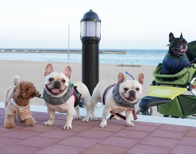 須磨海水浴場の砂浜にいる犬