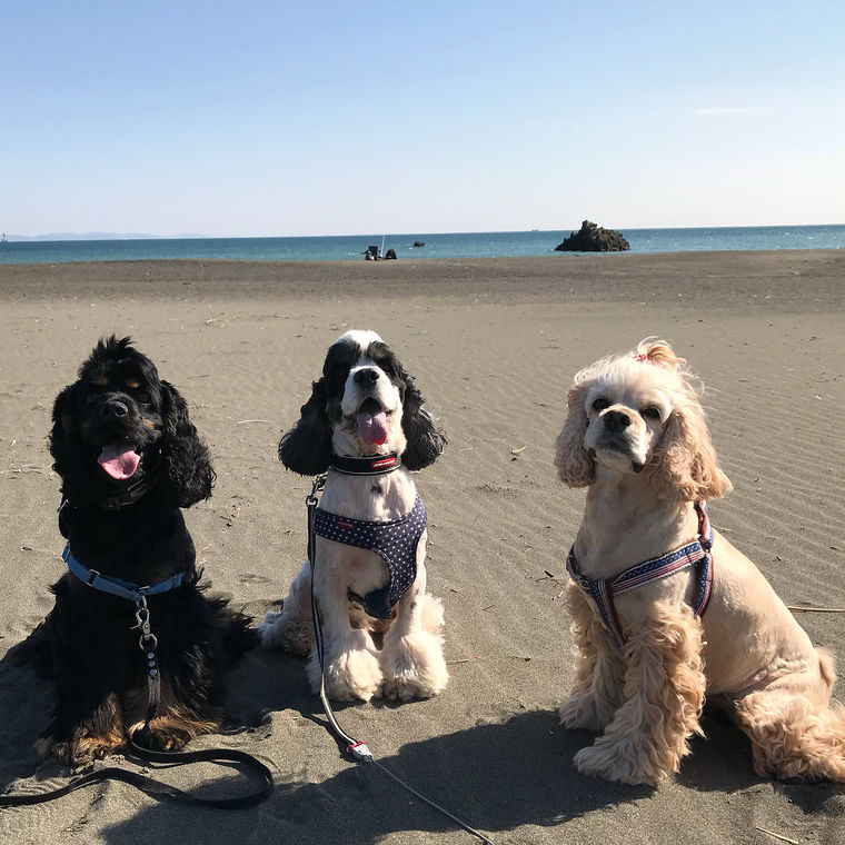 大磯海水浴場を訪れた犬