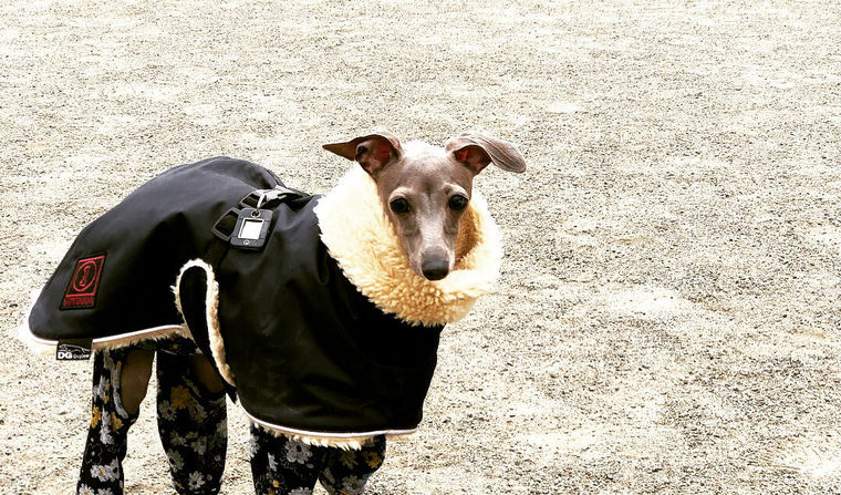 神奈川のドッグランおすすめ15選 プールやカフェが併設している施設も!