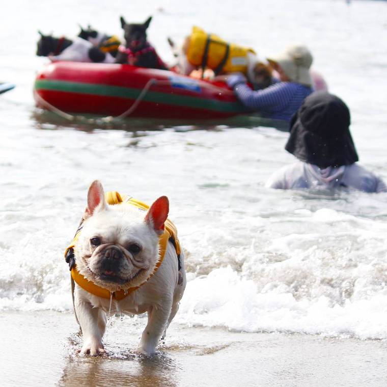 青井浜ワンワンビーチで泳ぐ犬