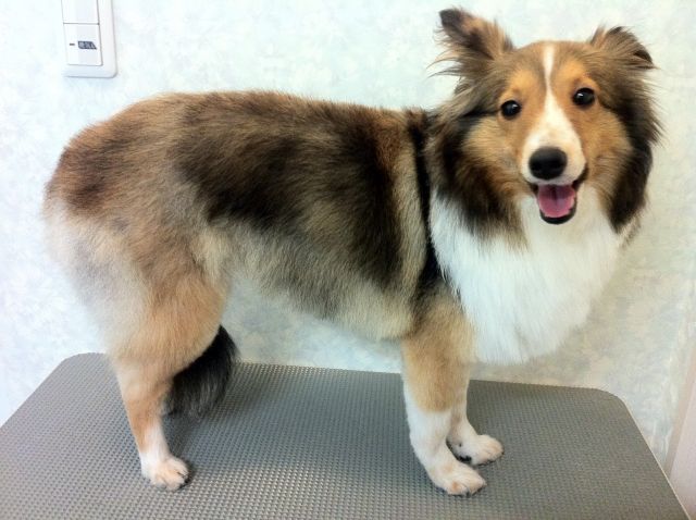サマーカットをした犬