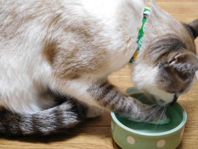 手で水をすくう猫