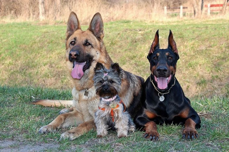 断耳しているドーベルマンなど3匹の犬