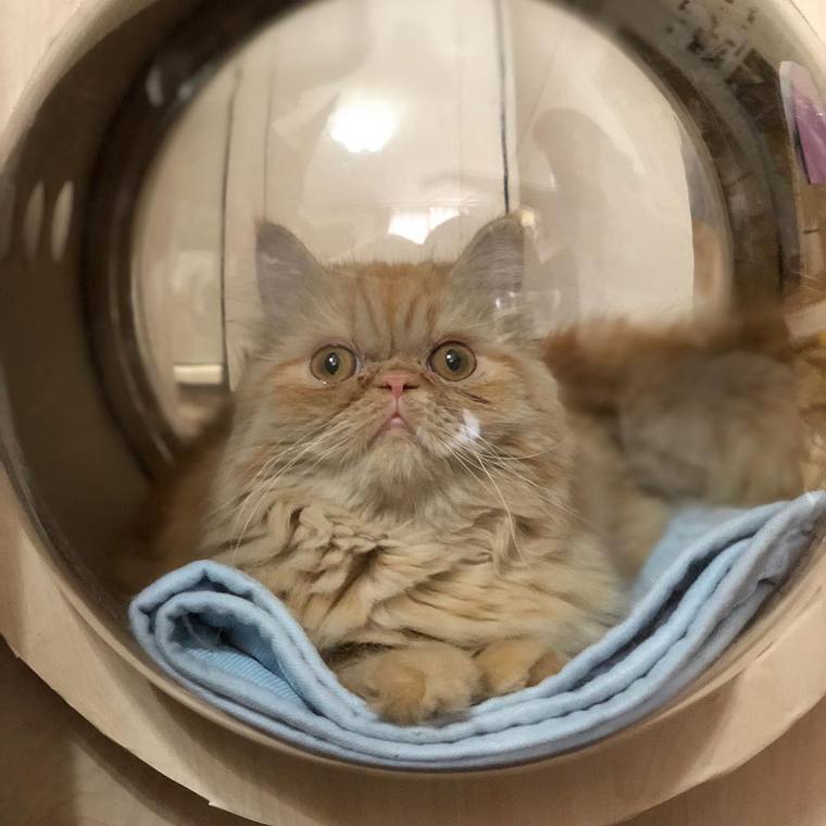 猫用リュックと猫