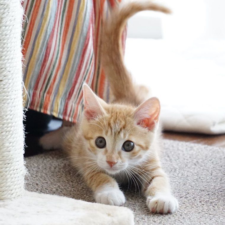 床の上で遊ぶ子猫