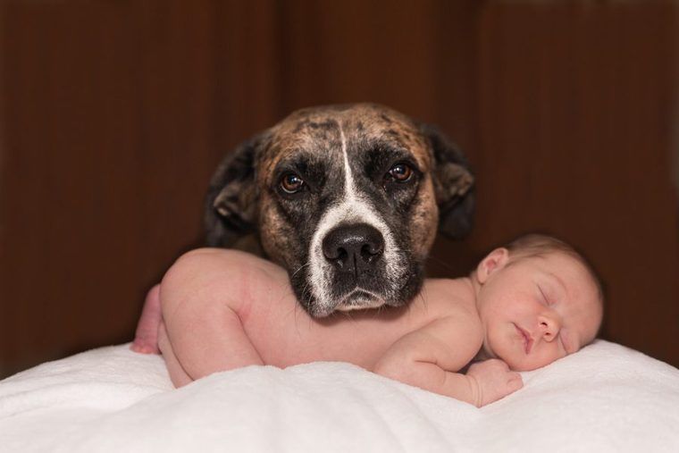 赤ちゃんと犬は仲良く同居できる? 事故が起きないための秘訣と注意点