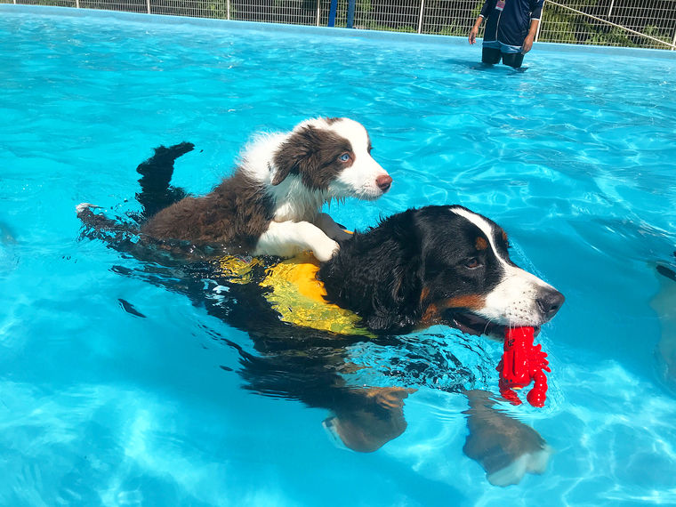 ドッグランひぬまで遊ぶ犬