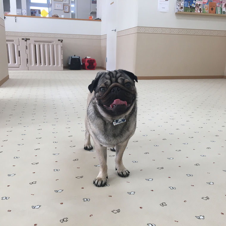WANDRYの室内ドッグラン