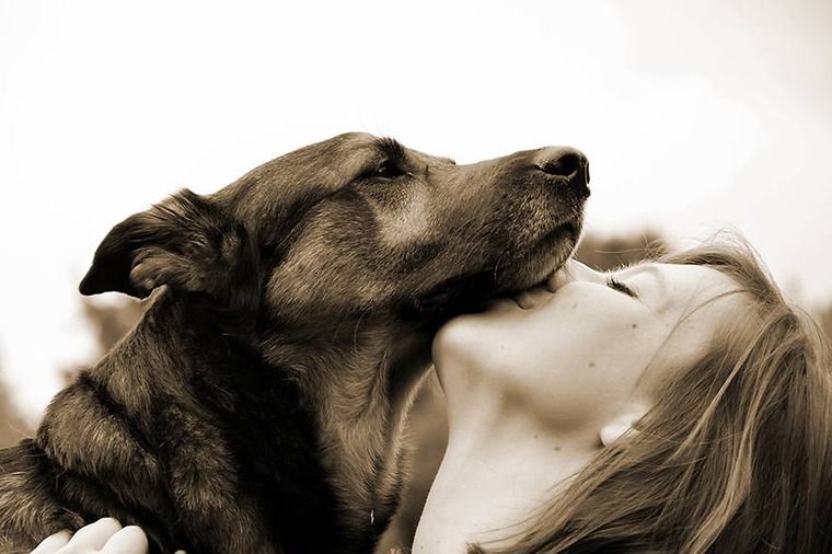 犬を飼うならどこからがおすすめ ペットショップだけじゃない ブリーダーや保護犬から迎える選択肢 ペトこと