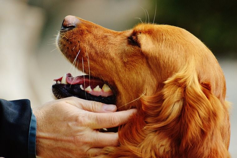 大型犬のしつけはいつから? 散歩や飛びつきなど必要なしつけと重要性を解説