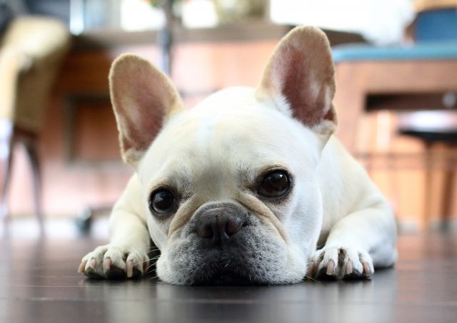 東京のペットホテルおすすめ15選 犬以外に猫や鳥・ウサギを預けられる施設も