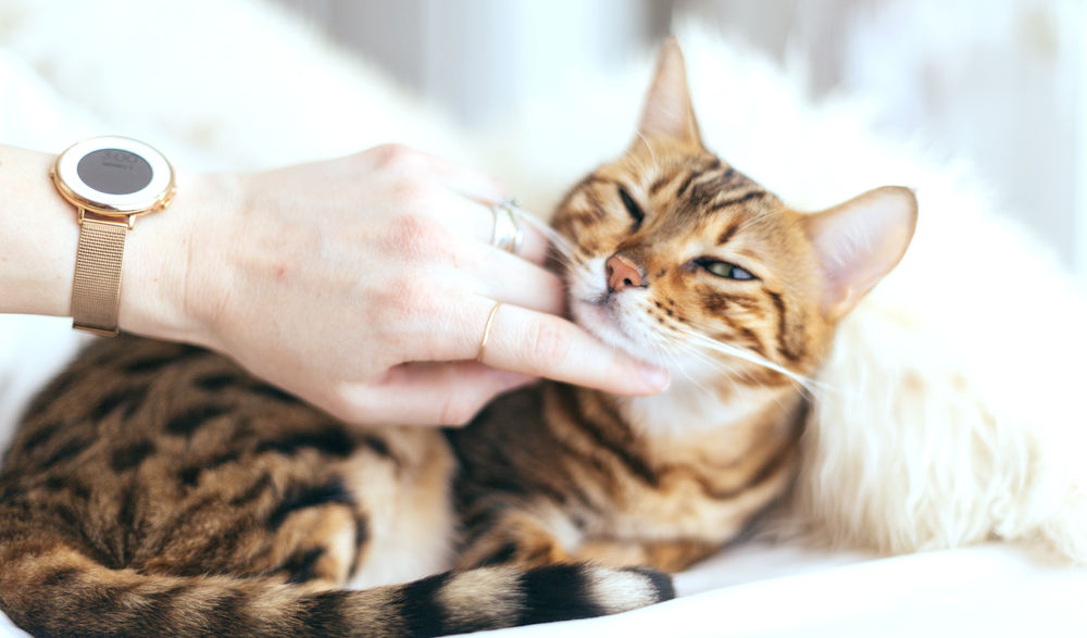 【獣医師執筆】猫の食物アレルギーが起こるのはなぜ？症状や原因、検査方法、おすすめフードを紹介
