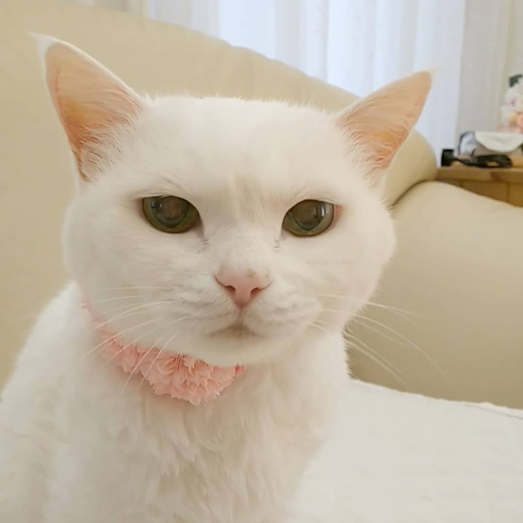 ナナちゃん(20歳、雑種猫)