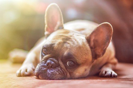 犬がため息をつくときの気持ち 安心しているときだけではない病気の可能性も