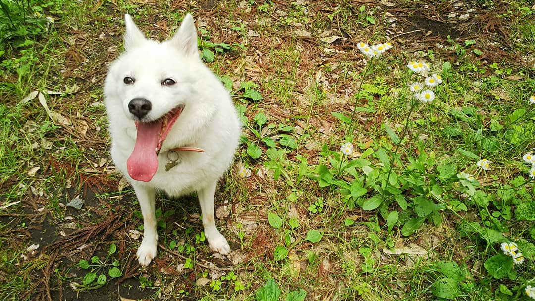 熊本のおすすめドッグラン11選 愛犬と阿蘇山を眺めながら遊ぼう ペトこと