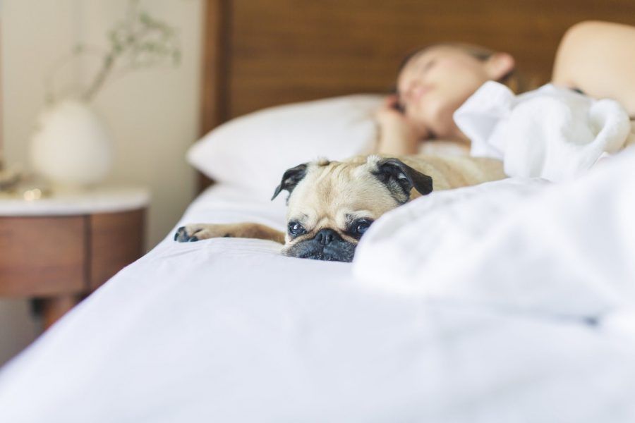 愛犬が布団にもぐり込んで来るけれど苦しくないの? 犬の気持ちと理由について
