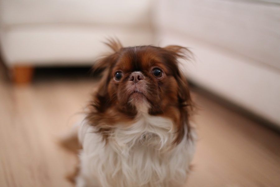 愛犬は掃除機が好きor嫌い? 吠えたり震えたり……怖がる犬は対策をしてあげて