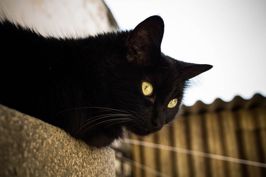 「黒猫感謝の日」はなぜ始まった? 一匹の黒猫と一人の愛猫家の愛から広まった特別な日