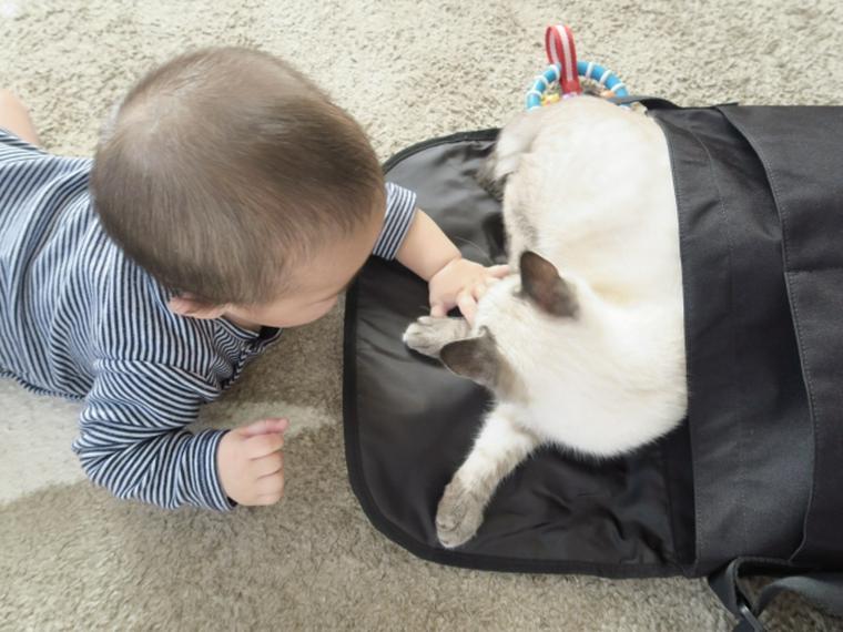 猫と子ども