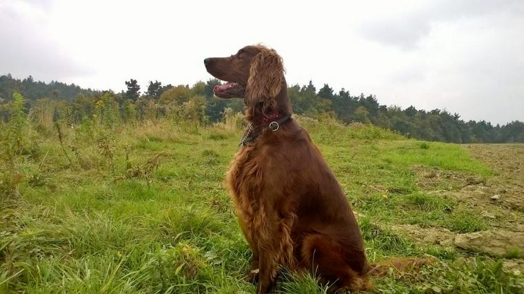 セッターと呼ばれる犬種とは? セッターの歴史と役割、その性格を紹介