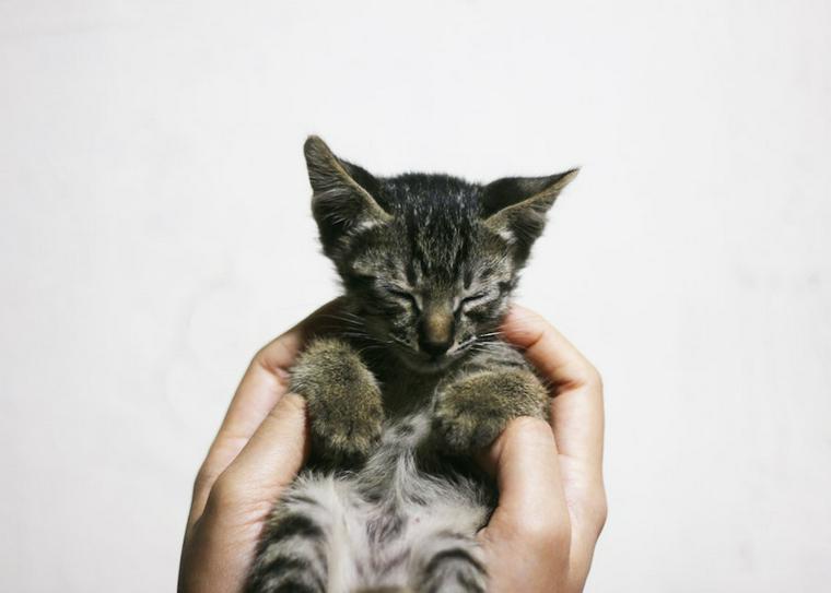 猫を拾ったときにするべきこと