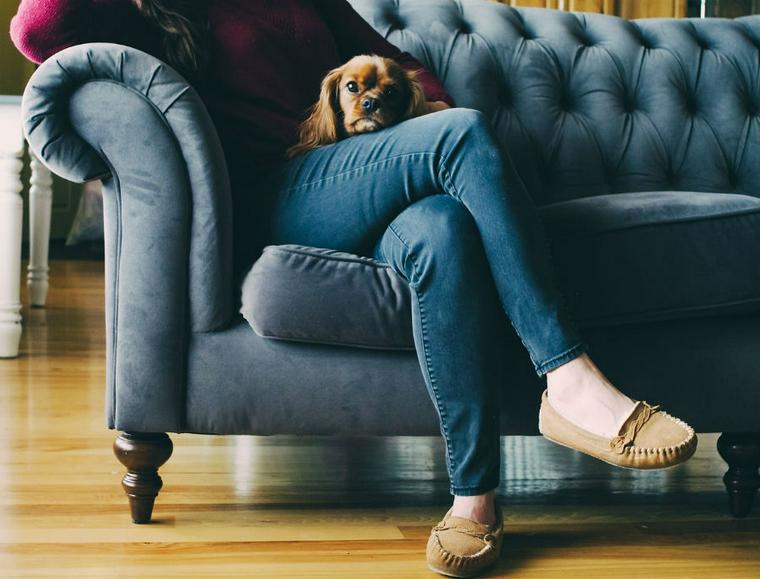 犬がテレビを見るのは好きだから? テレビに反応する理由と注意点について