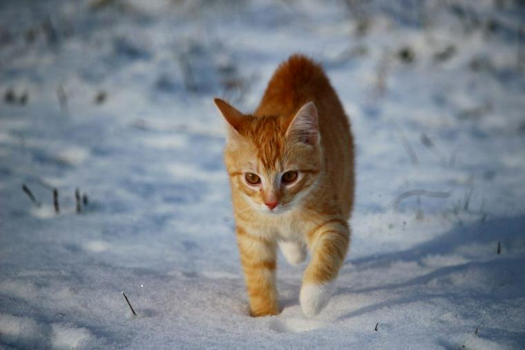 猫は雪が嫌い 嫌いな理由や霜焼け 凍傷などの注意点を解説 ペトコト