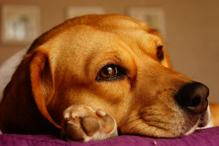 犬の肉球の役割とケアの方法 やけどや乾燥などでめくれてしまうことも!