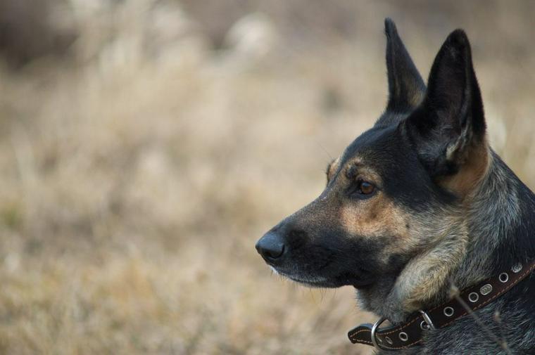 使役犬ってどんな犬たち? 人のために働く犬の種類や仕事について紹介