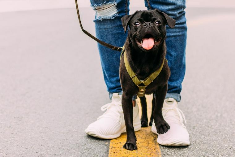 犬とは主従関係よりも信頼関係を築いて! 考え方次第で異なるトレーニング方法