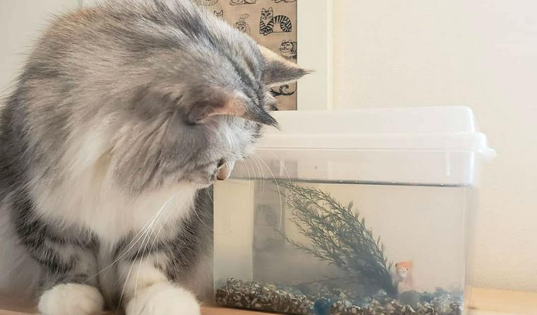 猫と金魚は一緒に飼える？猫と金魚が同居できるような対策も
