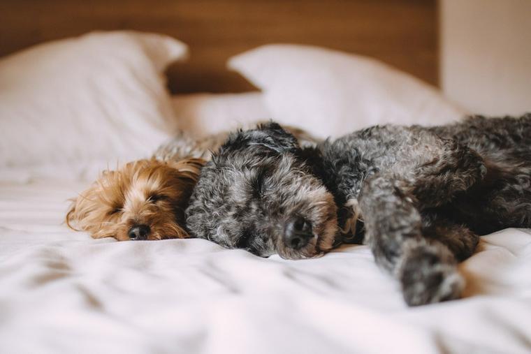 老犬ホーム　眠る犬たち