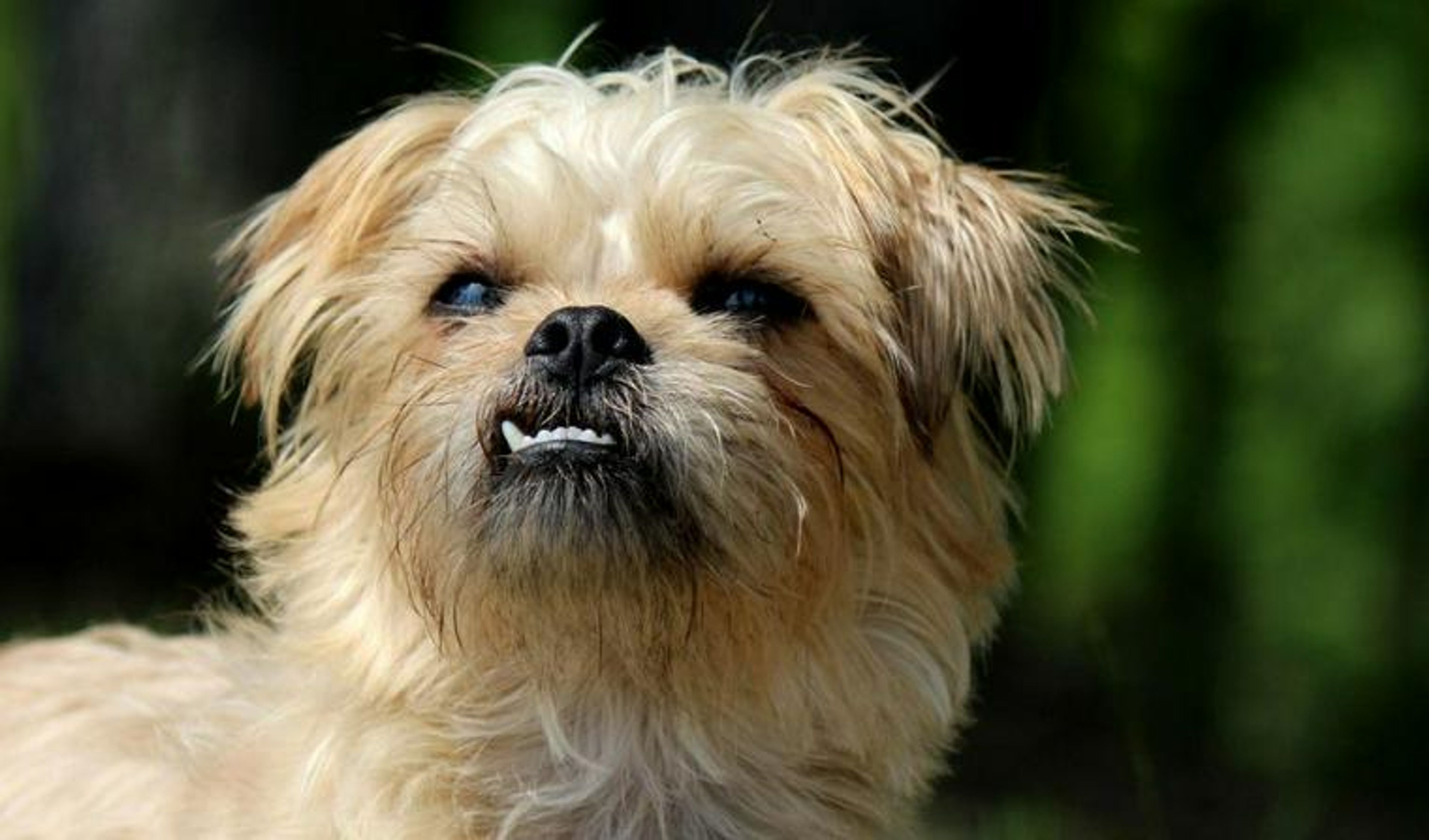 【トレーナー・獣医師監修】ブリュッセルグリフォンってどんな犬？性格・特徴・育て方・迎え方