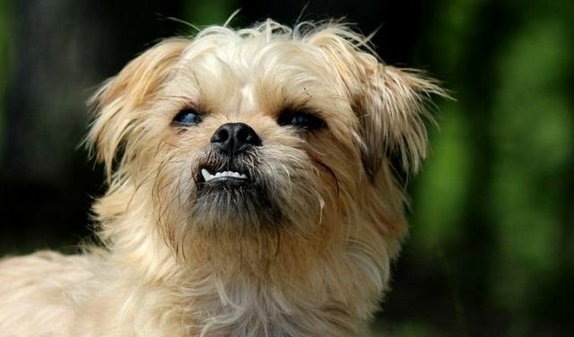 【トレーナー・獣医師監修】ブリュッセルグリフォンってどんな犬？性格・特徴・育て方・迎え方