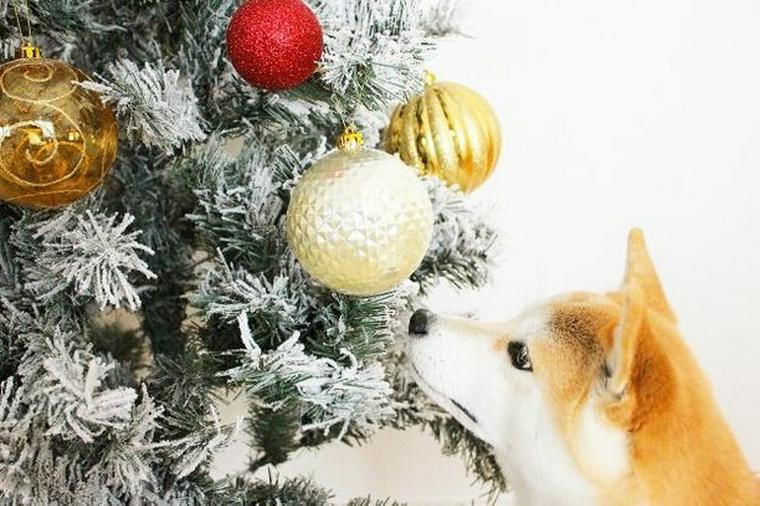 愛犬とのクリスマス 犬用ケーキやプレゼントで思い出に残る記念日を ペトコト