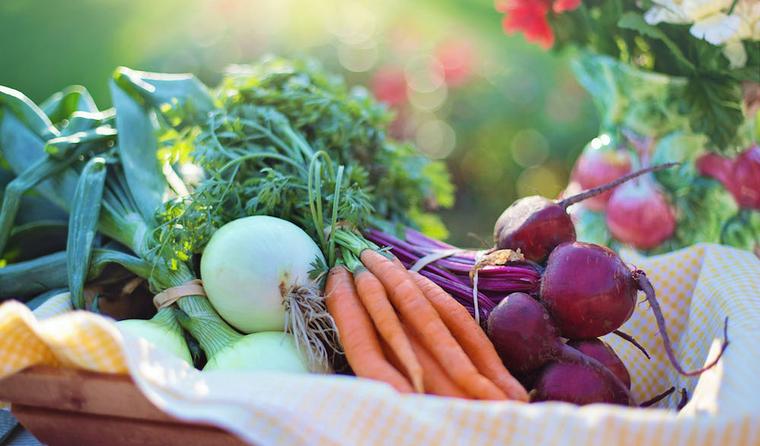 猫は野菜を食べても大丈夫? 体によい野菜&食べると危険な野菜まとめ