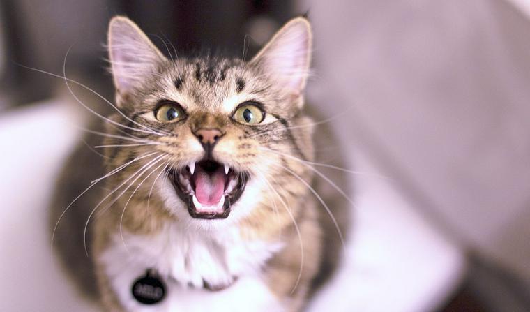 猫がサイレントニャーをする4つの意味！周波数など猫の特徴から聞こえない理由を解説