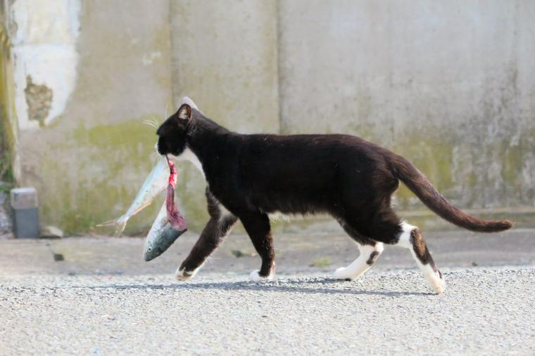 猫は魚の骨を食べても大丈夫? 飲み込んだ場合の危険性や対処法