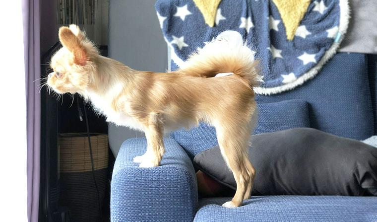 室内犬にも散歩は必要! させないリスクや適切な時間・頻度を解説