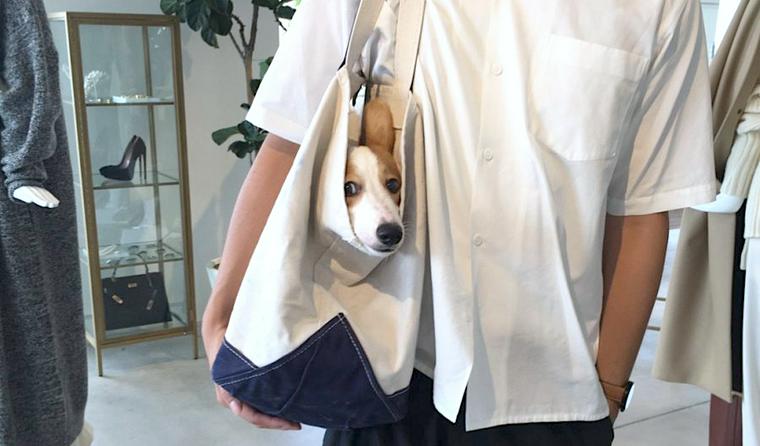 愛犬と行けるおすすめアウトレットモール全国版【ペット同伴OK】