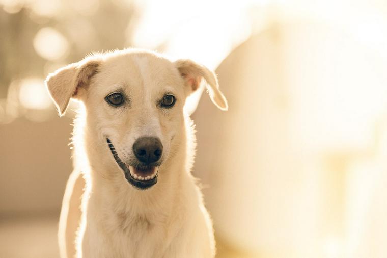 老犬ホーム　白い犬